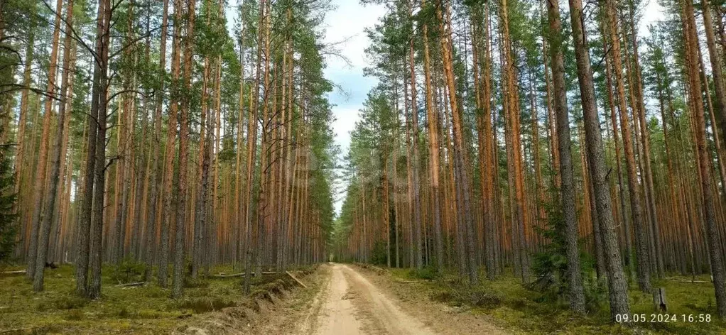 Участок в Ленинградская область, Приозерский район, Красноозерное ... - Фото 1