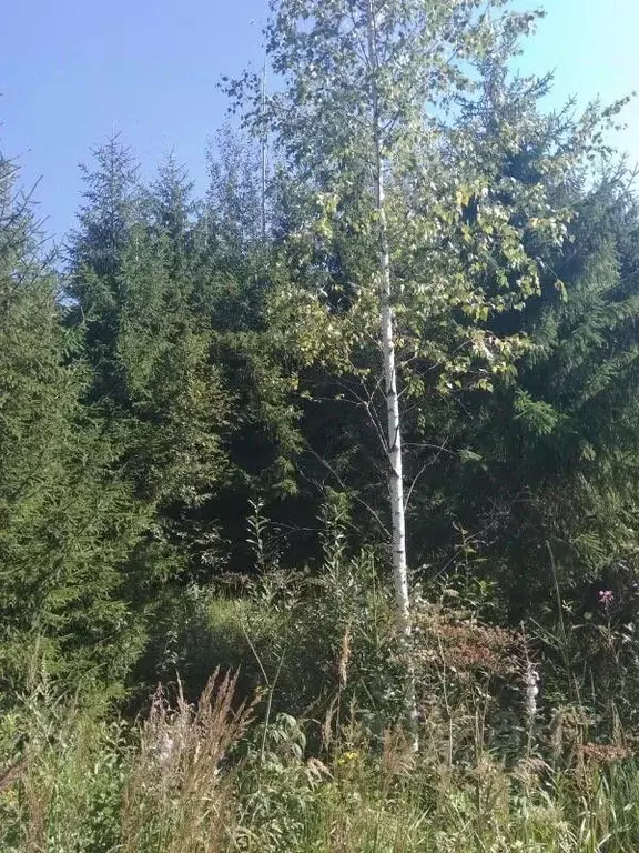 Участок в Ленинградская область, Тосненский район, Нурминское с/пос, ... - Фото 2