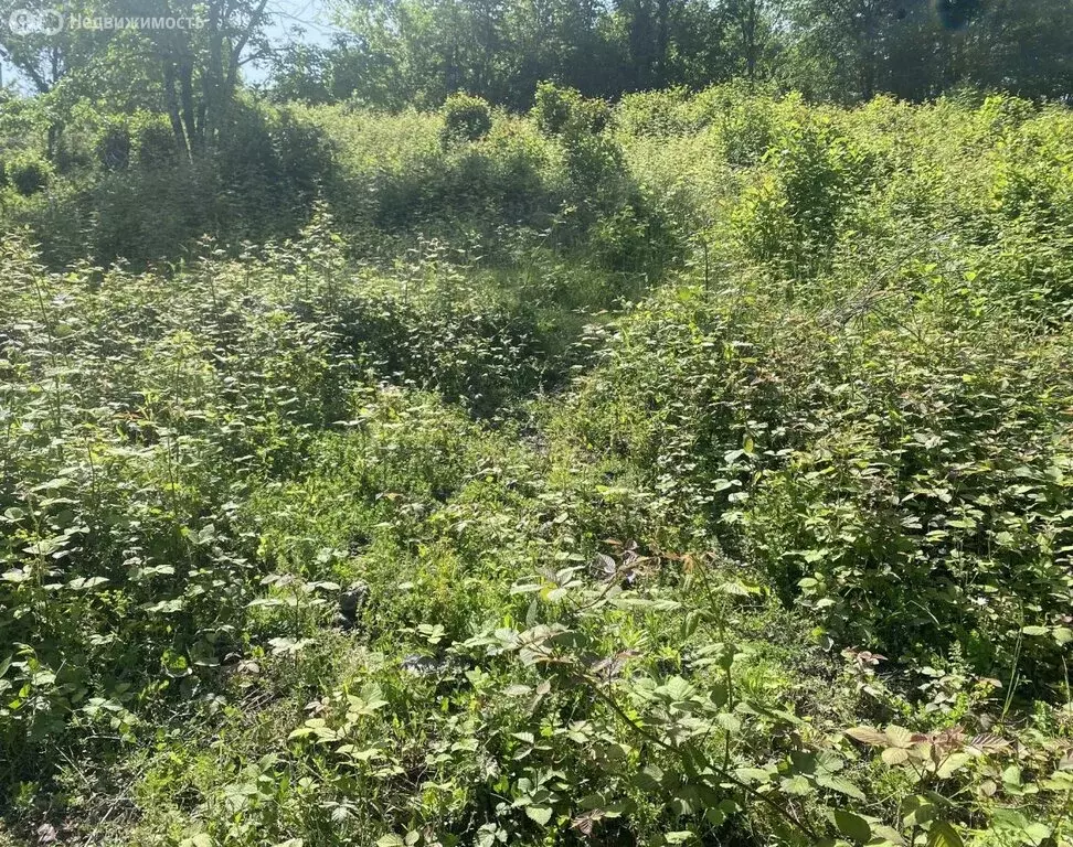 Участок в Краснодарский край, городской округ Сочи, село Васильевка, ... - Фото 0