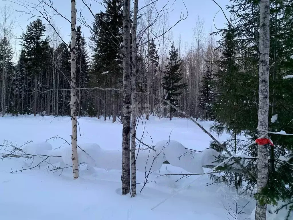 Участок в Ханты-Мансийский АО, Ханты-Мансийск Кузя СОТ,  (10.0 сот.) - Фото 1