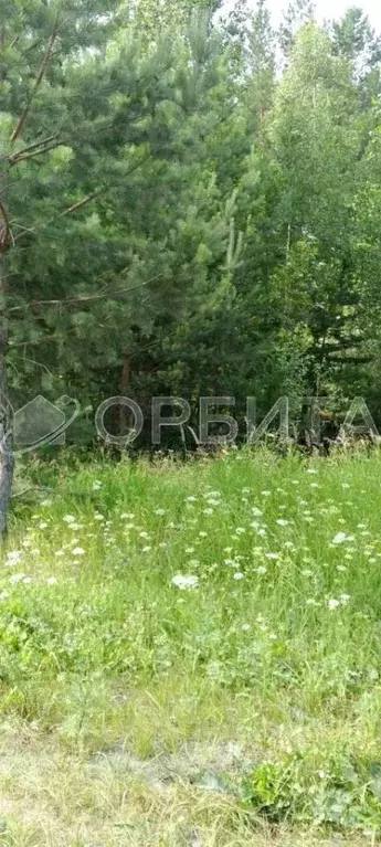 Участок в Тюменская область, Нижнетавдинский район, У Сосны ... - Фото 0