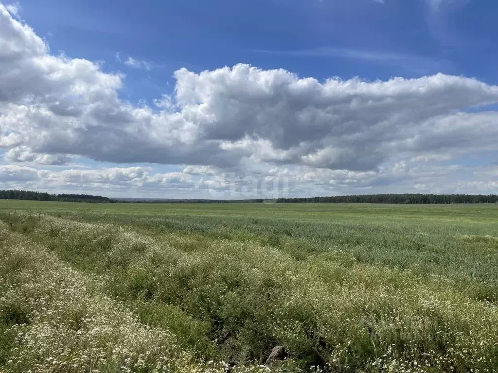 Участок в Челябинская область, Красноармейский район, с. Канашево  ... - Фото 0