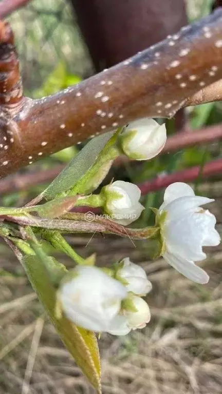 Участок в Новосибирская область, Ордынский район, Локомотив Ордынский ... - Фото 2