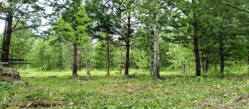 Участок в Тюменская область, Омутинский муниципальный округ, ... - Фото 1