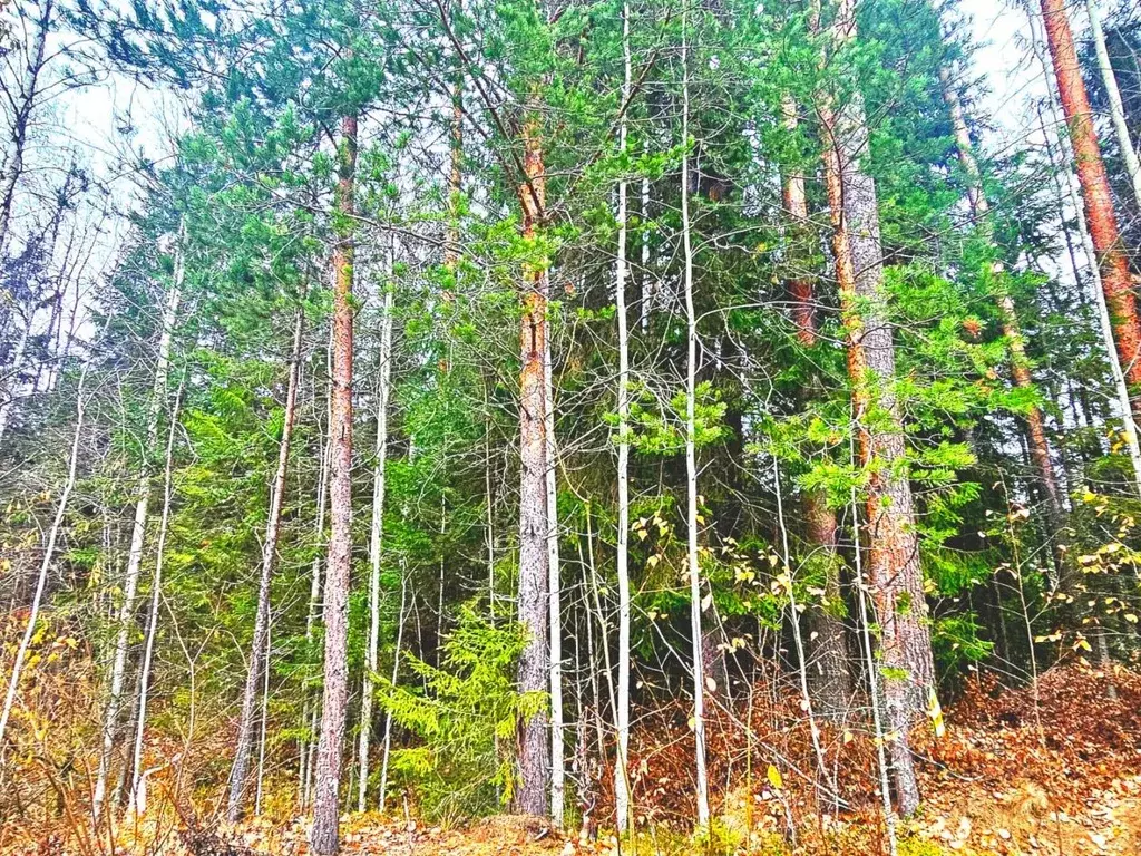 Участок в Карелия, Прионежский район, Деревянское с/пос, Ручеек СНТ 88 ... - Фото 1