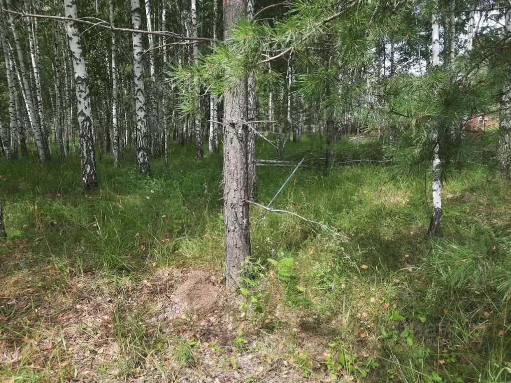 Участок в Новосибирская область, Искитимский район, с. Морозово  (15.0 ... - Фото 2