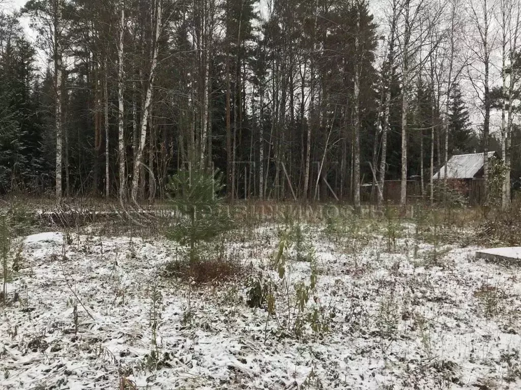 Участок в Ленинградская область, Выборгский район, Рощинское городское ... - Фото 1