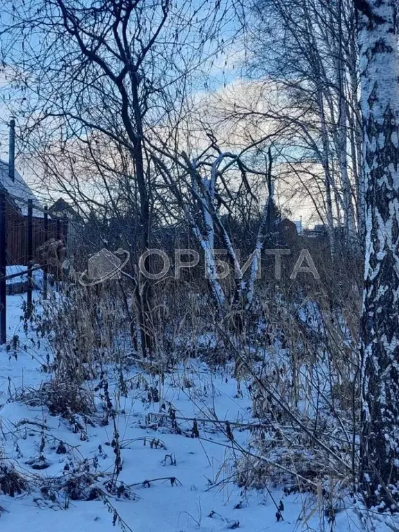 Участок в Тюменская область, Тюмень Садовое товарищество Липовый ... - Фото 1