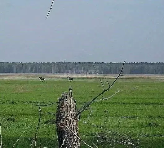 Участок в Алтайский край, Крутихинский район, с. Крутиха  (15.0 сот.) - Фото 1