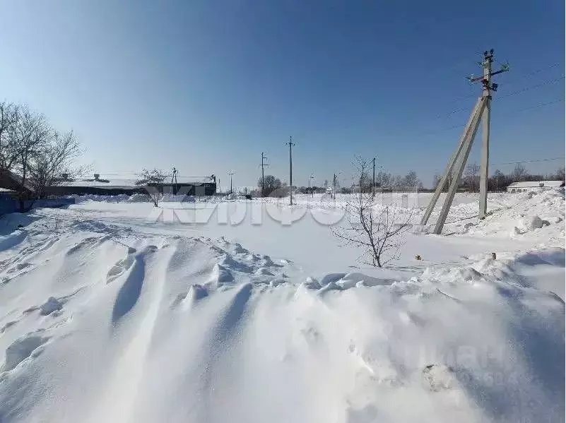 Участок в Новосибирская область, Колыванский район, д. Южино Северная ... - Фото 2