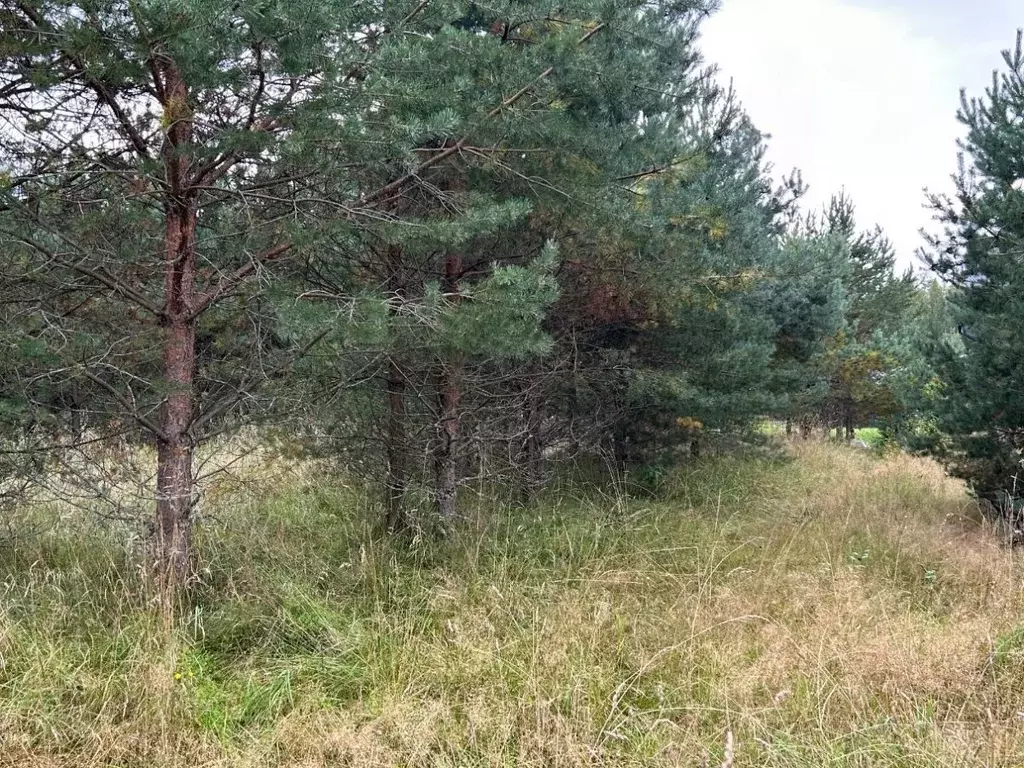 Участок в Ленинградская область, Выборгский район, Рощинское городское ... - Фото 1