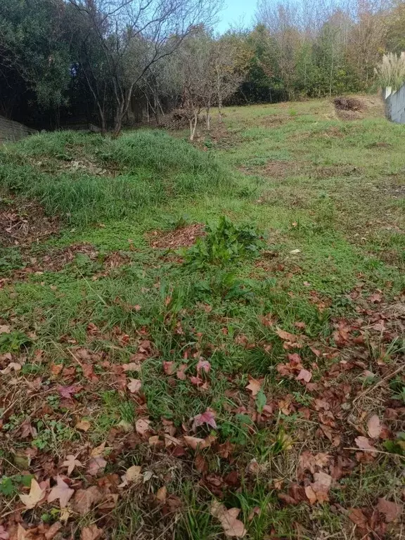 Участок в Краснодарский край, Сочи городской округ, с. Орел-Изумруд ... - Фото 2