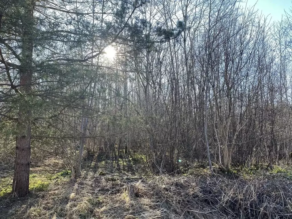 Участок в Псковская область, Псковский район, Торошинская волость, ... - Фото 1