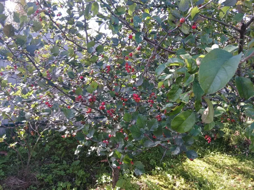 Участок в Московская область, Павловский Посад  (7.0 сот.) - Фото 1