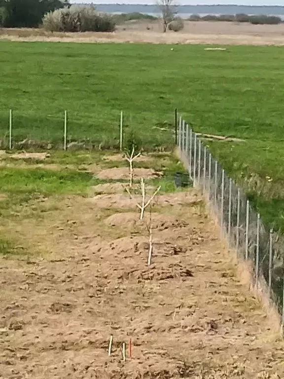 Участок в Калининградская область, Зеленоградский муниципальный округ, ... - Фото 1