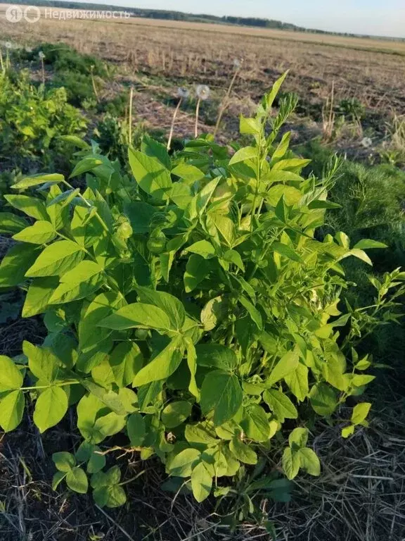 Участок в Челябинская область, Уйский муниципальный округ, Соколовское ... - Фото 1
