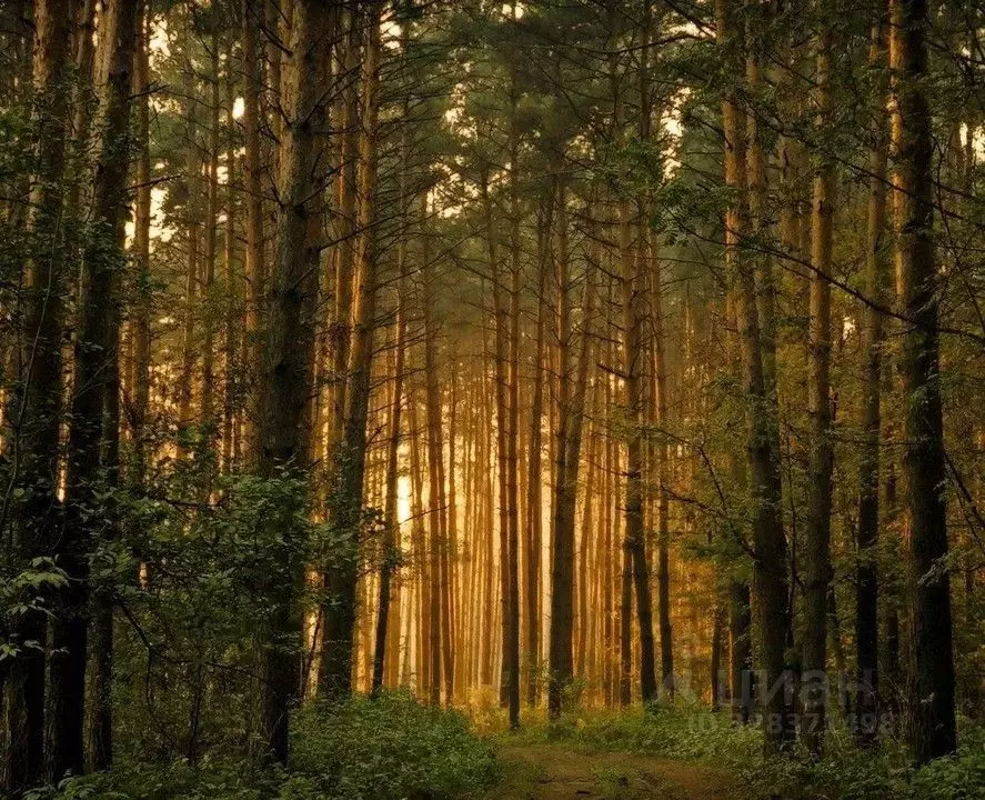 Участок в Московская область, Истра муниципальный округ, д. Чесноково, ... - Фото 1