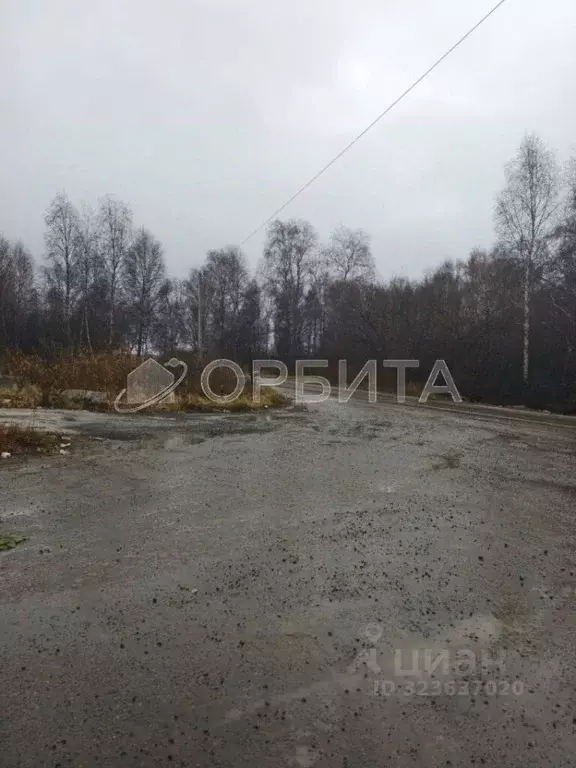 Участок в Тюменская область, Тюмень Якорь садовое товарищество, ул. ... - Фото 2
