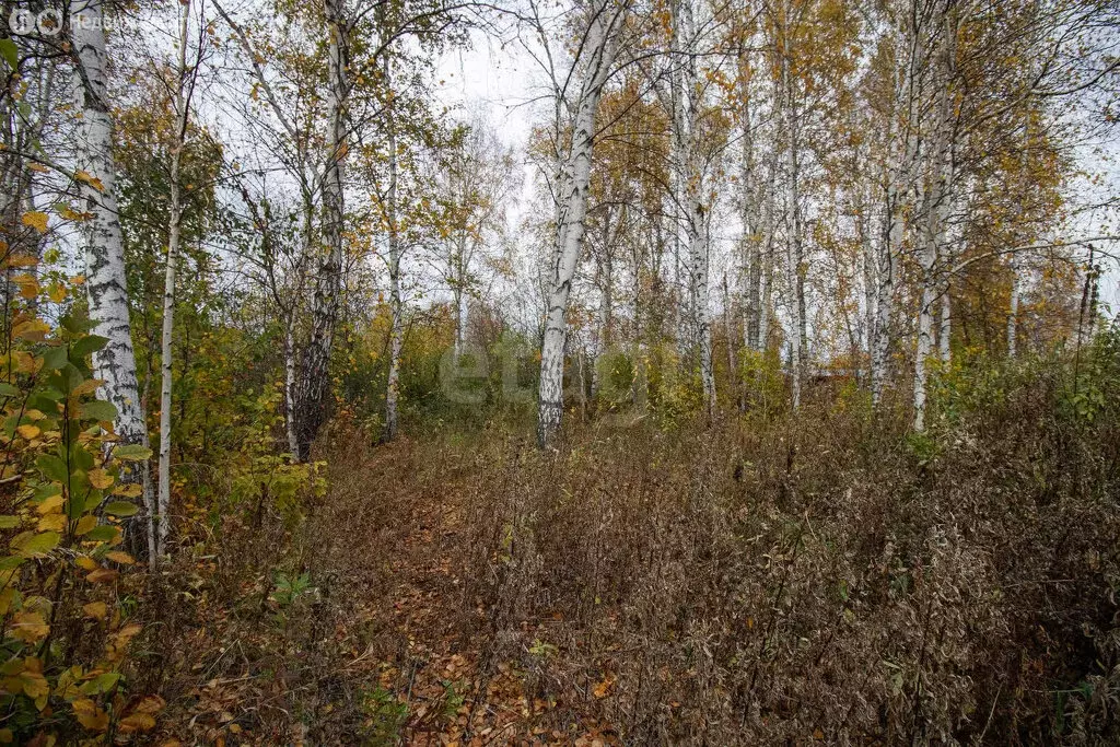 Участок в Нижнетавдинский район, СНТ Лесная сказка (5.78 м) - Фото 0