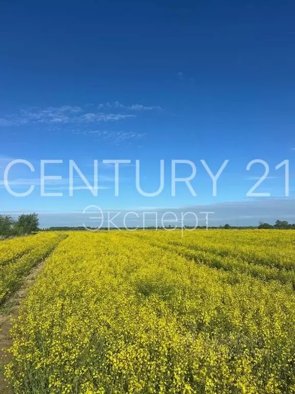 Участок в Калининградская область, Гурьевский муниципальный округ, ... - Фото 1