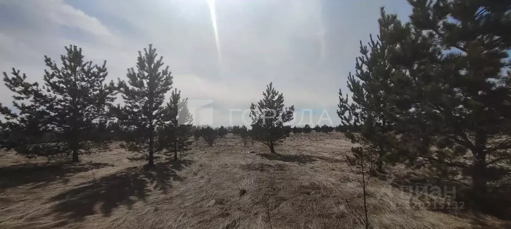 Участок в Алтайский край, Первомайский район, с. Фирсово, Рощино мкр ... - Фото 1