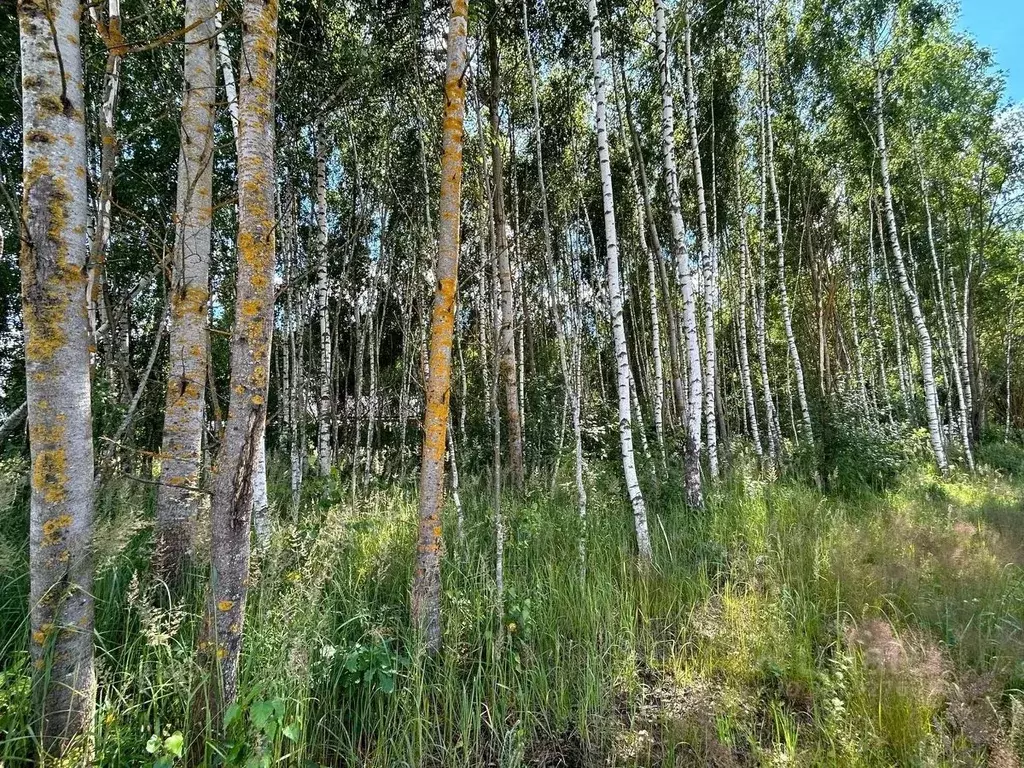 Участок в Московская область, Шатура муниципальный округ, пос. ... - Фото 2