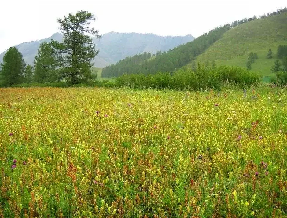 Участок в Алтай, Усть-Канский район, с. Усть-Кан Ленинская ул. (260.0 ... - Фото 1