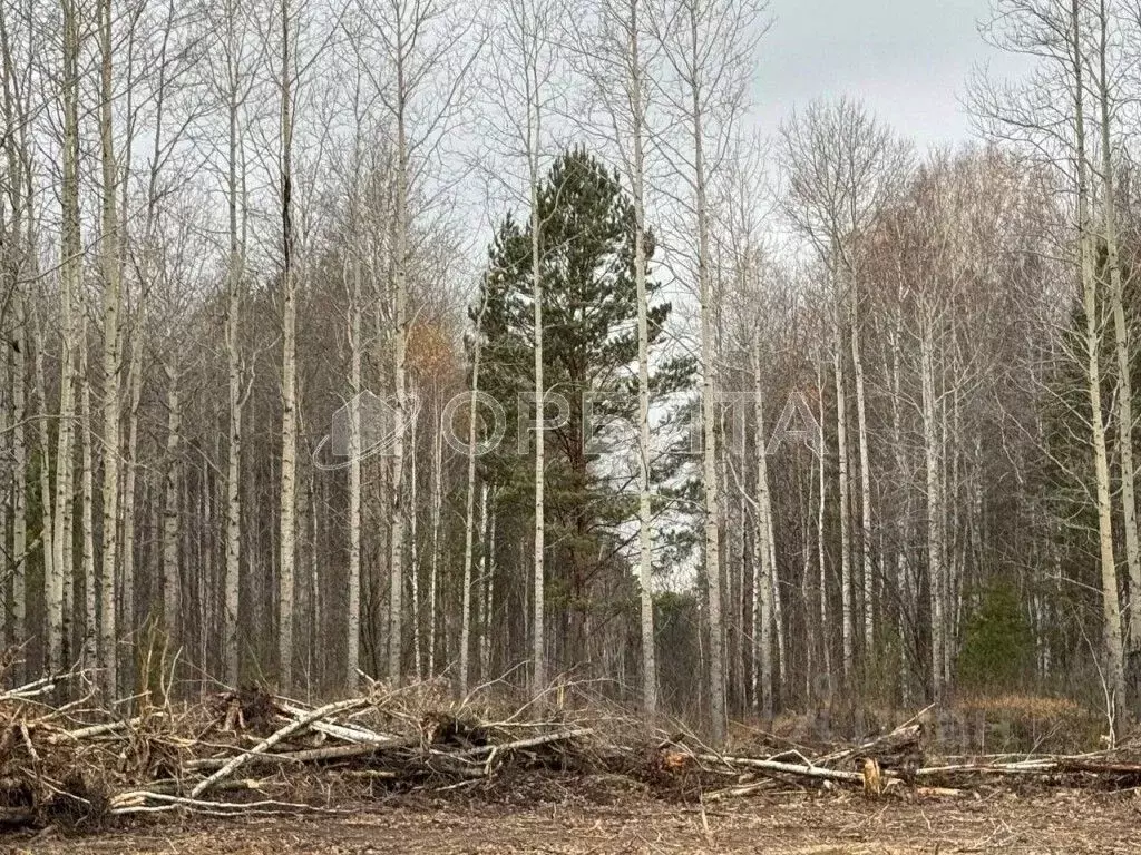 Участок в Тюменская область, Нижнетавдинский район, Душевное садовое ... - Фото 0