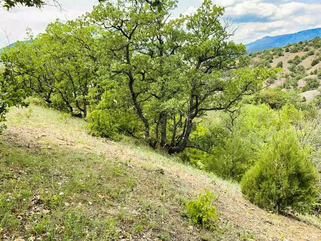 Участок в Крым, Алушта муниципальный округ, с. Приветное  (5.0 сот.) - Фото 2