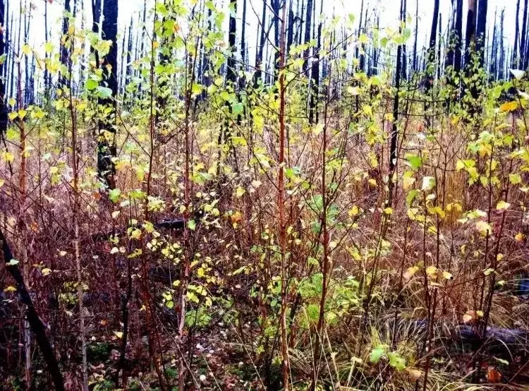 Участок в Ленинградская область, Тосненский район, Трубникоборское ... - Фото 1