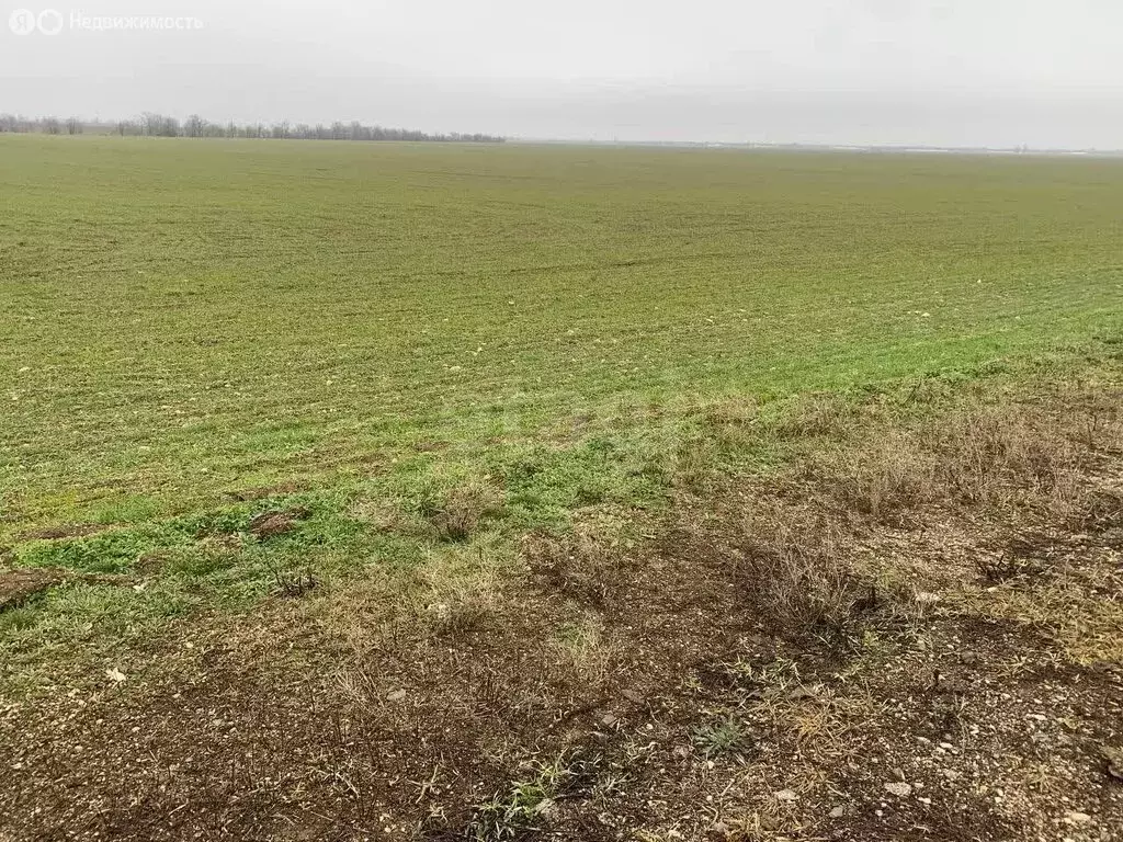 Участок в Красногвардейский район, село Пятихатка (599.26 м) - Фото 2