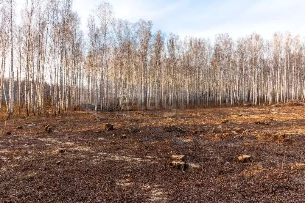 Участок в Тюменский район, садовое товарищество Искатель, Линейная ... - Фото 1