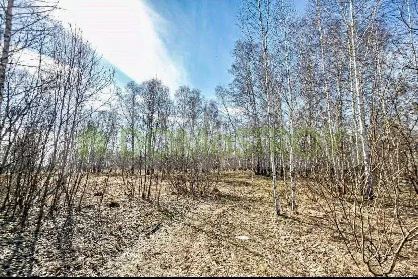 Участок в Новосибирская область, Новосибирский район, Морской ... - Фото 1