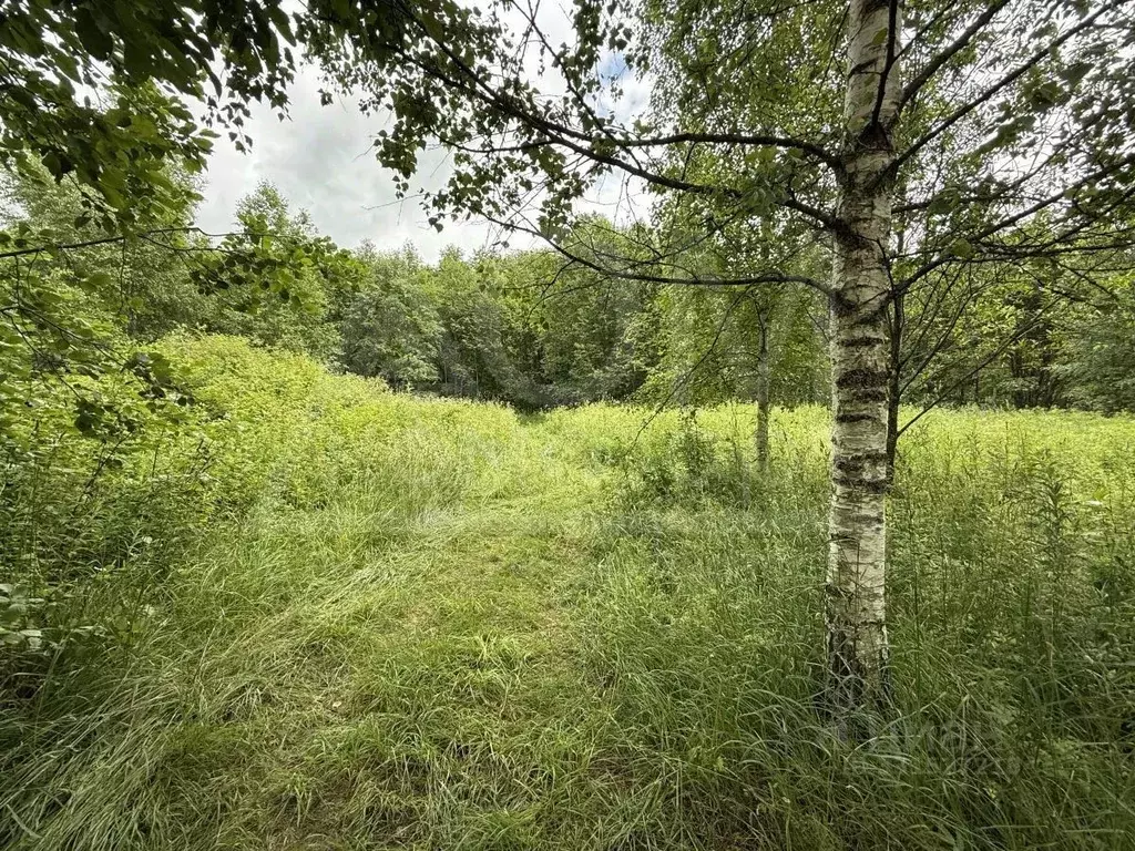 Участок в Ленинградская область, Приозерский район, Ромашкинское ... - Фото 2