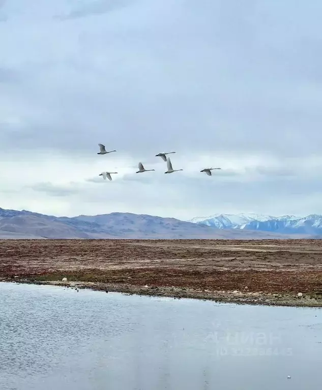 Участок в Алтай, с. Кош-Агач  (50.0 сот.) - Фото 2