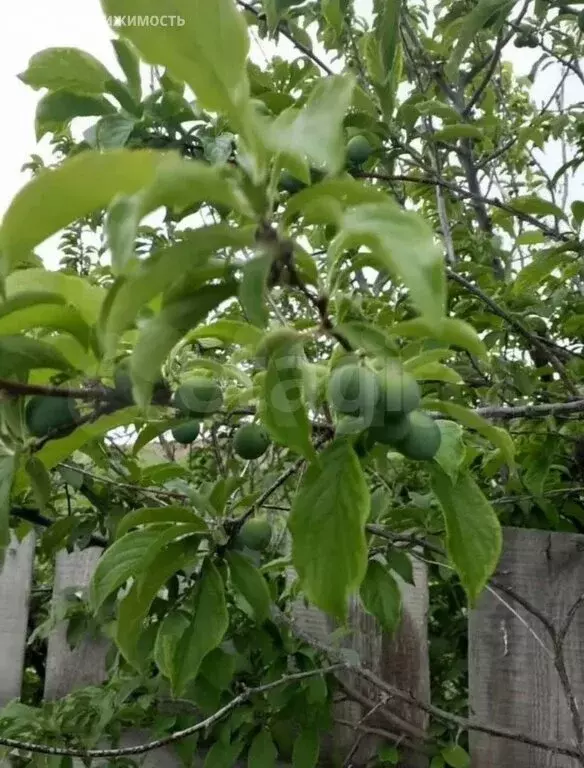 Дом в Ишим, СДТ Железнодорожник (10 м) - Фото 2