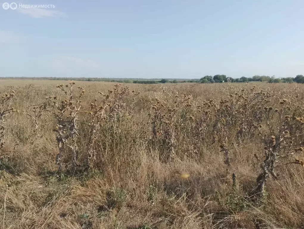 Участок в Новощербиновская, Ясенская улица (7.06 м) - Фото 1