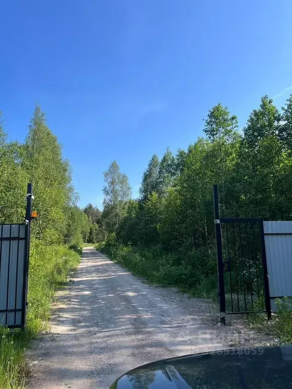 Участок в Ленинградская область, Приозерский район, Ромашкинское с/пос ... - Фото 2