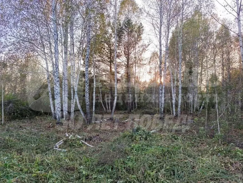 Участок в Тюменская область, Нижнетавдинский район, Моторостроитель ... - Фото 2