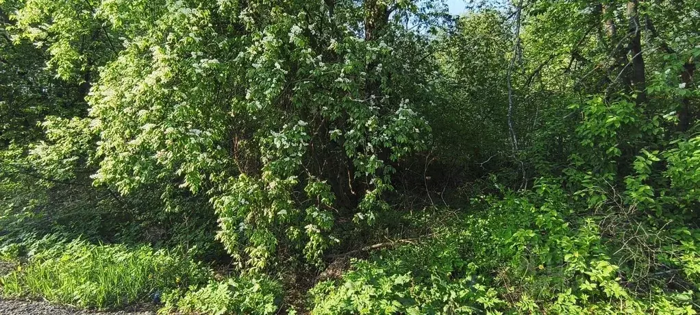 Участок в Московская область, Богородский городской округ, пос. ... - Фото 1