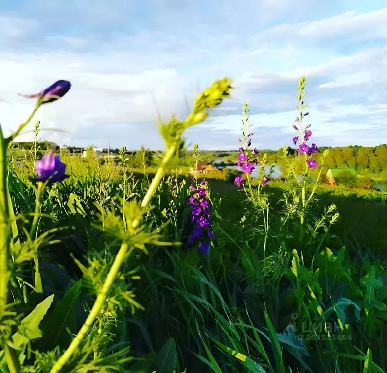 Участок в Белгородская область, Белгородский район, с. Болдыревка ... - Фото 0