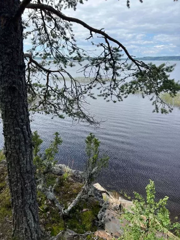 Участок в Карелия, Питкярантский муниципальный округ, д. Хийденсельга  ... - Фото 2