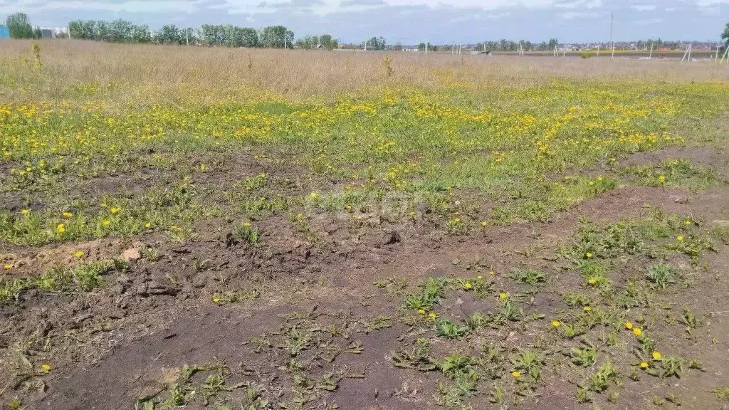 Участок в Белгородская область, Строитель Яковлевский городской округ, ... - Фото 0