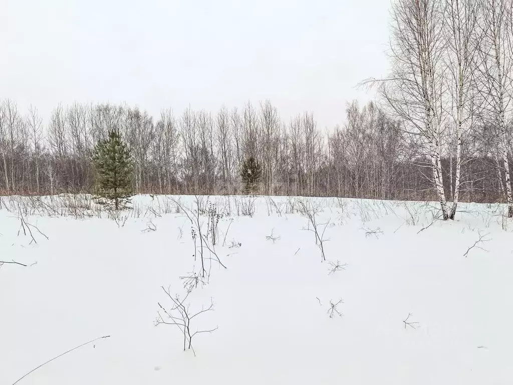 Участок в Новосибирская область, Новосибирский район, Раздольненский ... - Фото 0