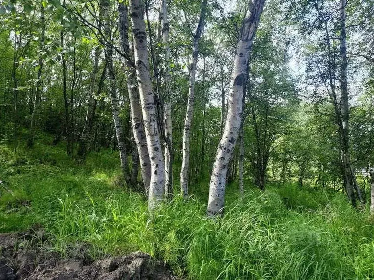 Участок в Мурманская область, Кольский район, Кильдинстрой городское ... - Фото 1