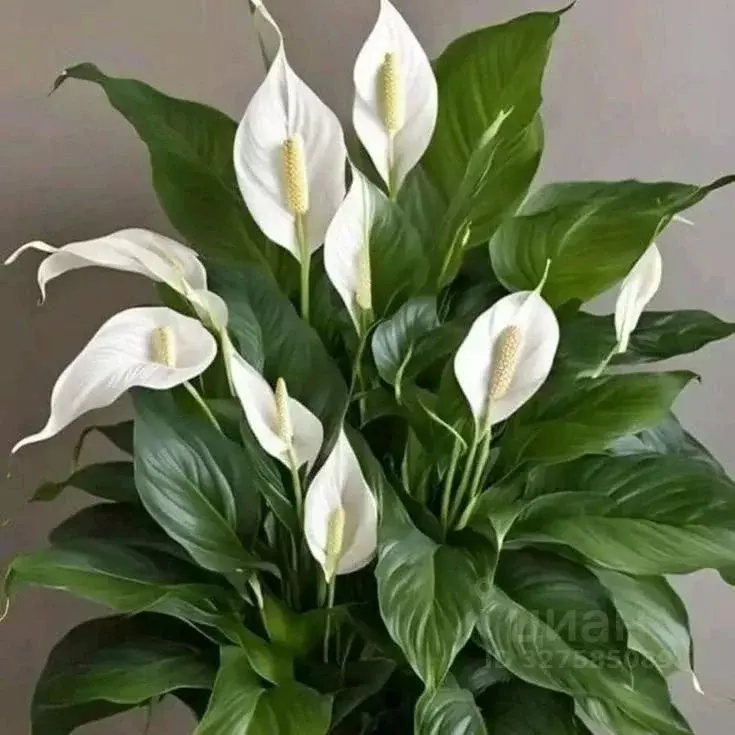 Студия Иркутская область, Иркутский муниципальный округ, Маркова рп, ... - Фото 1