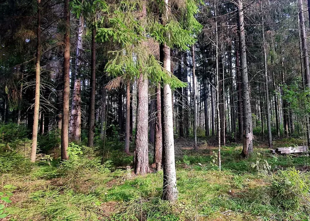 Участок в Ленинградская область, Выборгский район, Полянское с/пос, ... - Фото 1