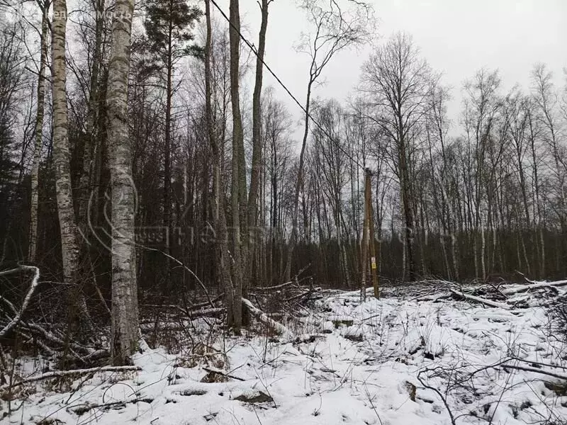 Участок в Приозерский район, Ларионовское сельское поселение, посёлок ... - Фото 2