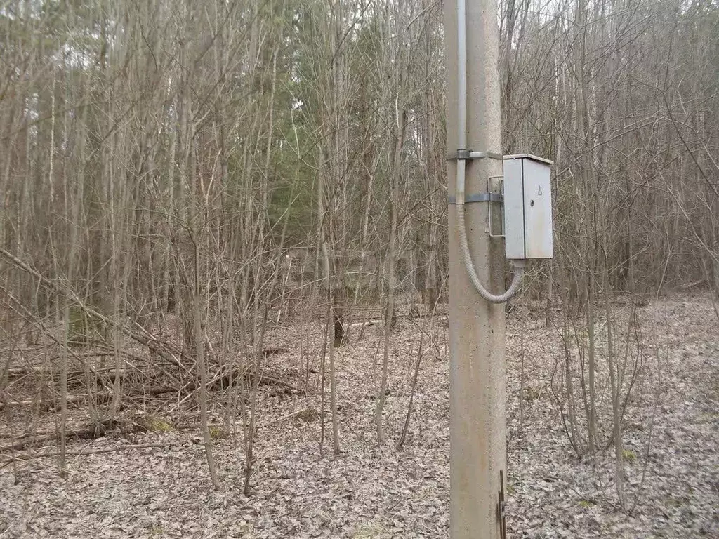 Участок в Псковская область, Плюсский муниципальный округ, д. Струйско ... - Фото 2