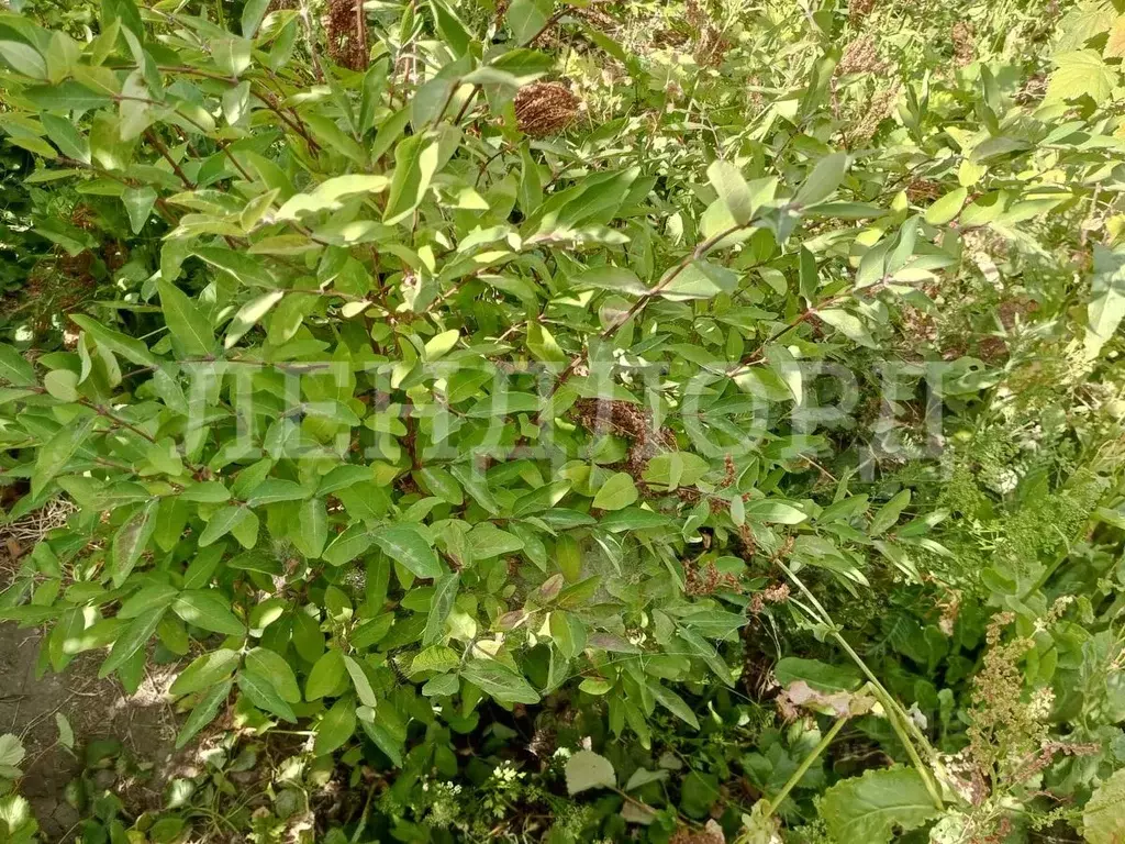 Участок в Ростовская область, Ростов-на-Дону 3-я Тернистая ул. (6.6 ... - Фото 2